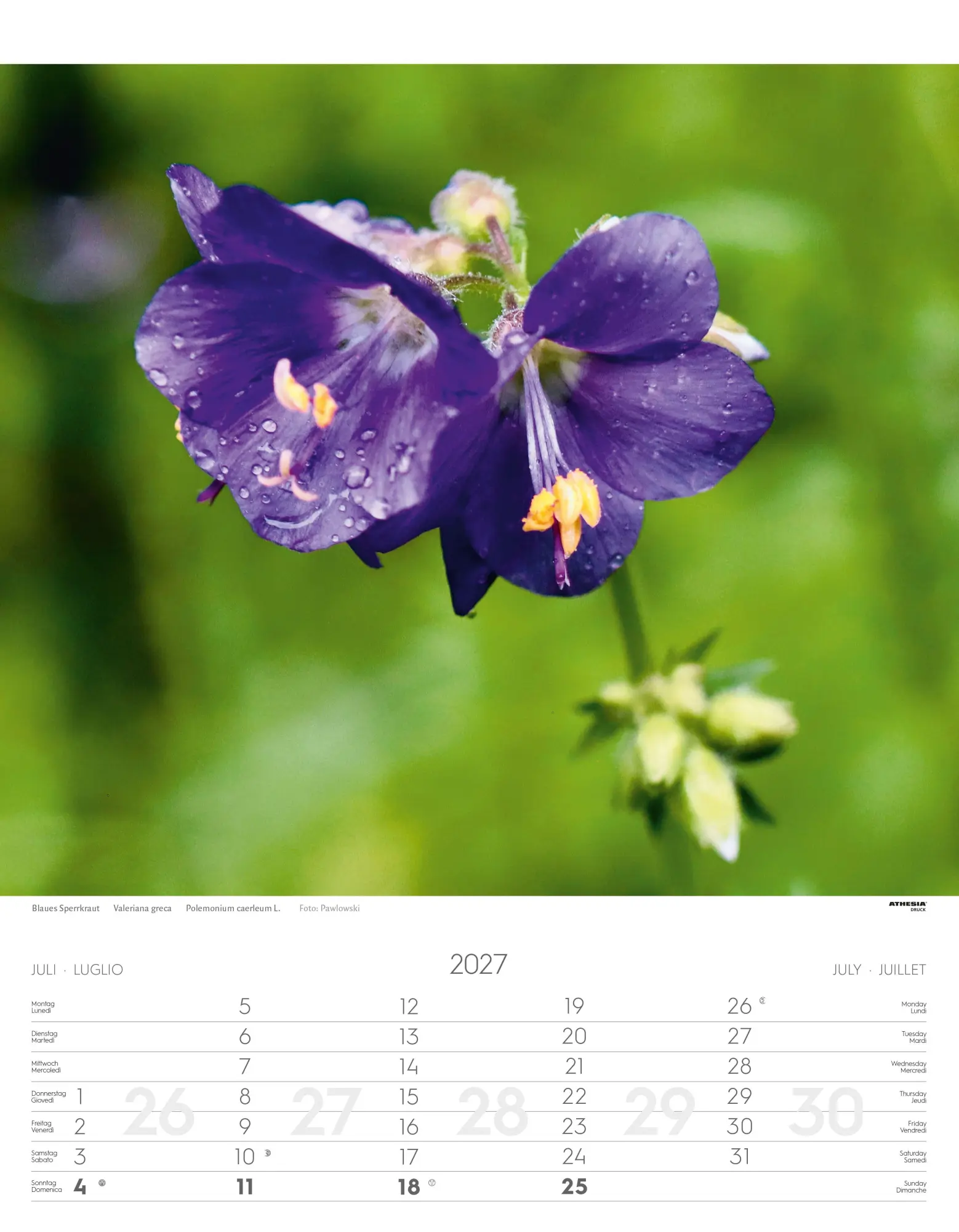 Bild: 9788868399115 | Alpenblumen Kalender 2027 | Fiori alpini - Alpine flowers | Verlag