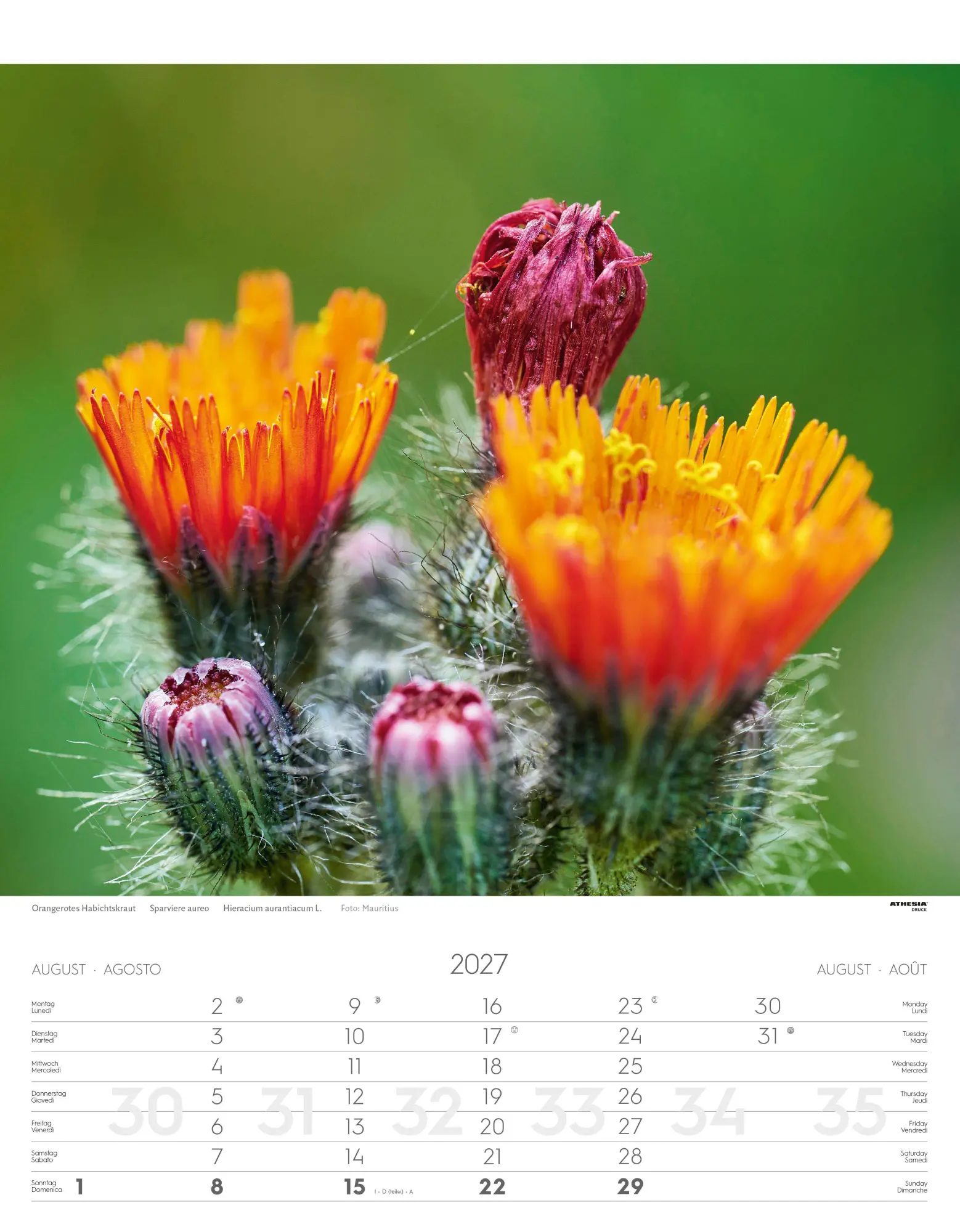 Bild: 9788868399115 | Alpenblumen Kalender 2027 | Fiori alpini - Alpine flowers | Verlag