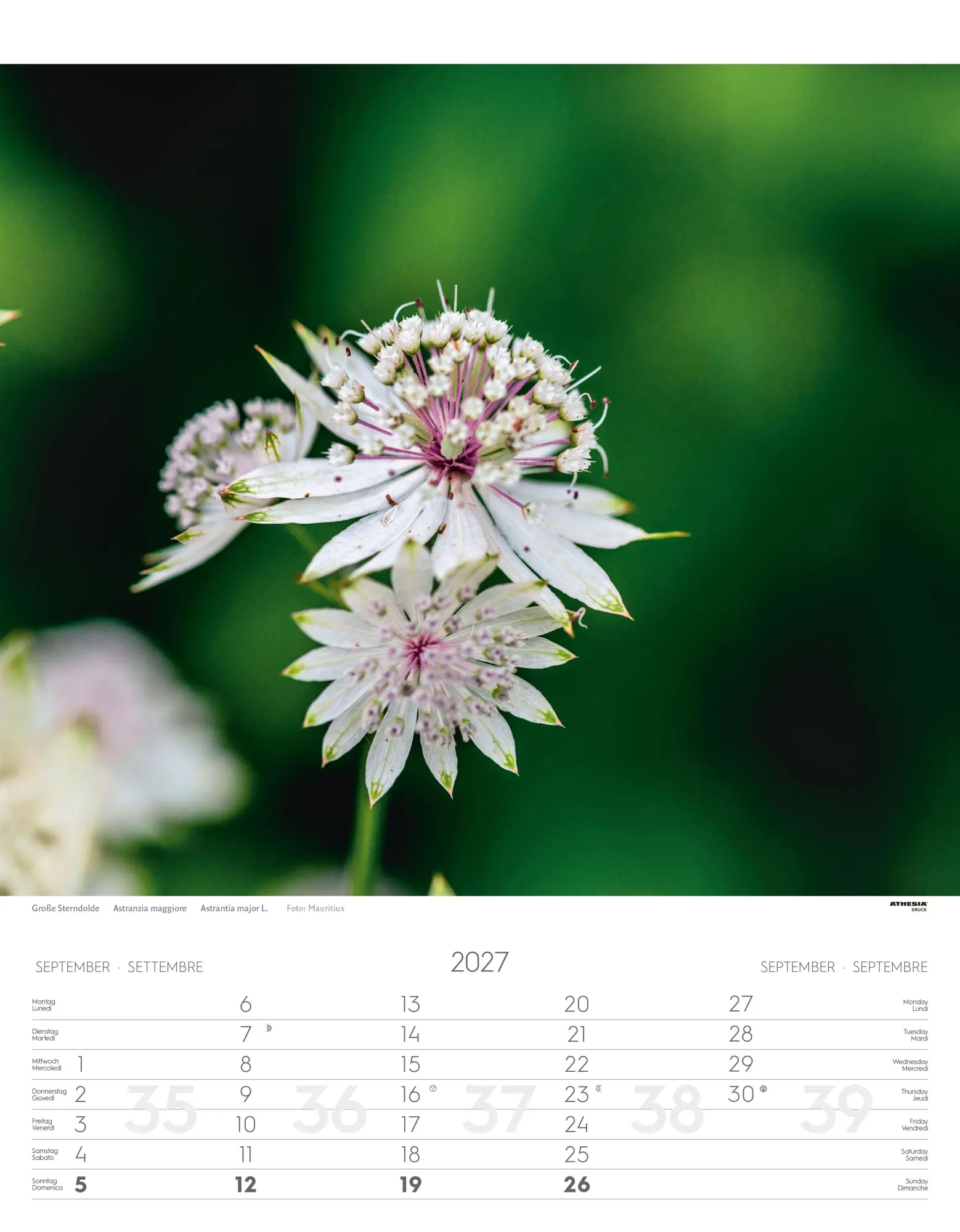 Bild: 9788868399115 | Alpenblumen Kalender 2027 | Fiori alpini - Alpine flowers | Verlag