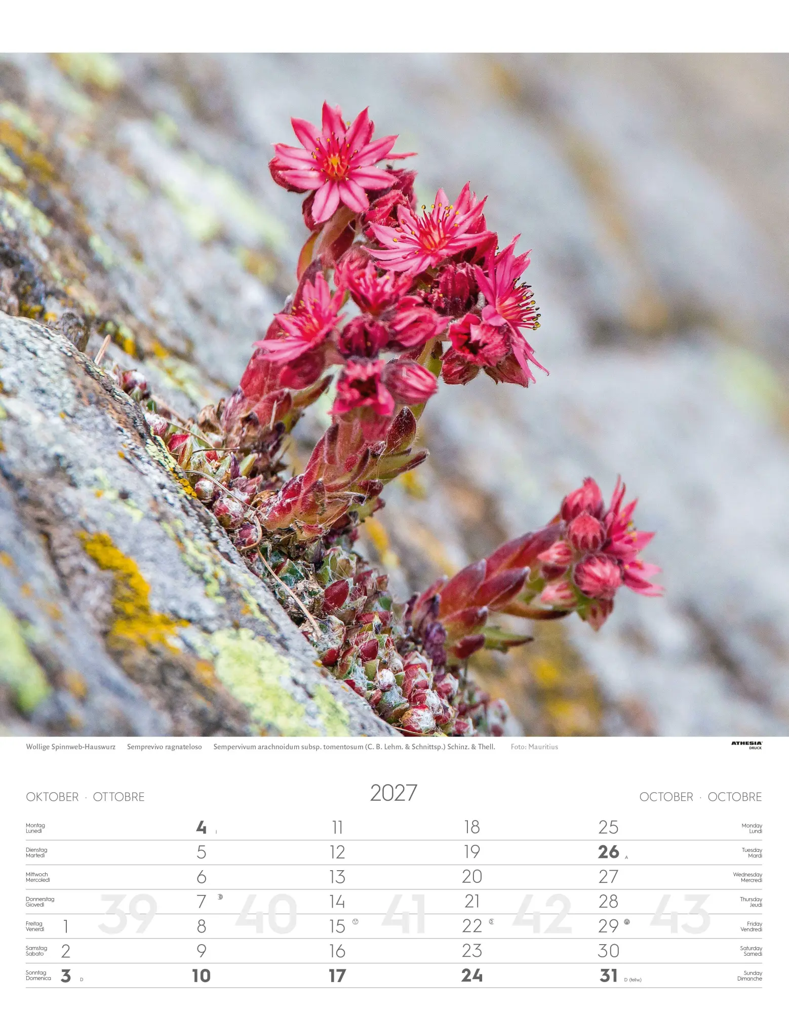 Bild: 9788868399115 | Alpenblumen Kalender 2027 | Fiori alpini - Alpine flowers | Verlag