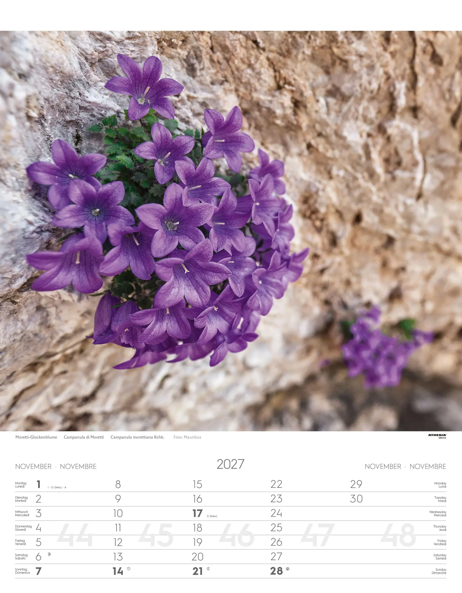 Bild: 9788868399115 | Alpenblumen Kalender 2027 | Fiori alpini - Alpine flowers | Verlag