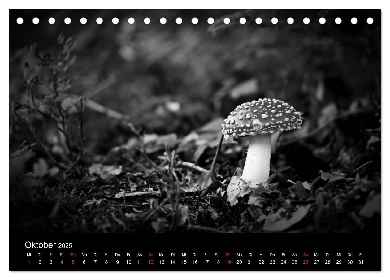 Bild: 9783435779215 | Hexen (Tischkalender 2025 DIN A5 quer), CALVENDO Monatskalender | 2025