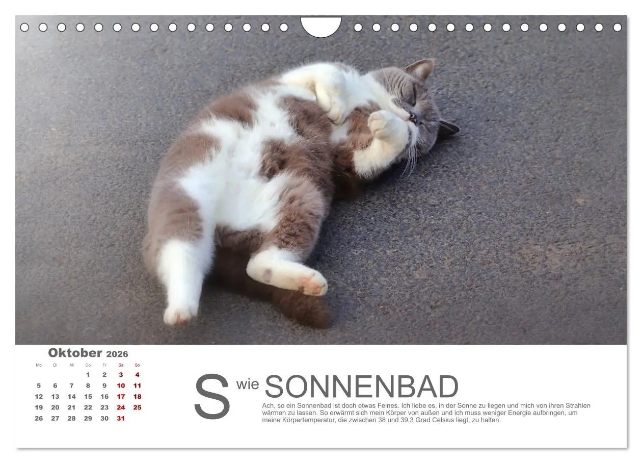 Bild: 9783457799215 | Katzen ABC (Wandkalender 2026 DIN A4 quer), CALVENDO Monatskalender