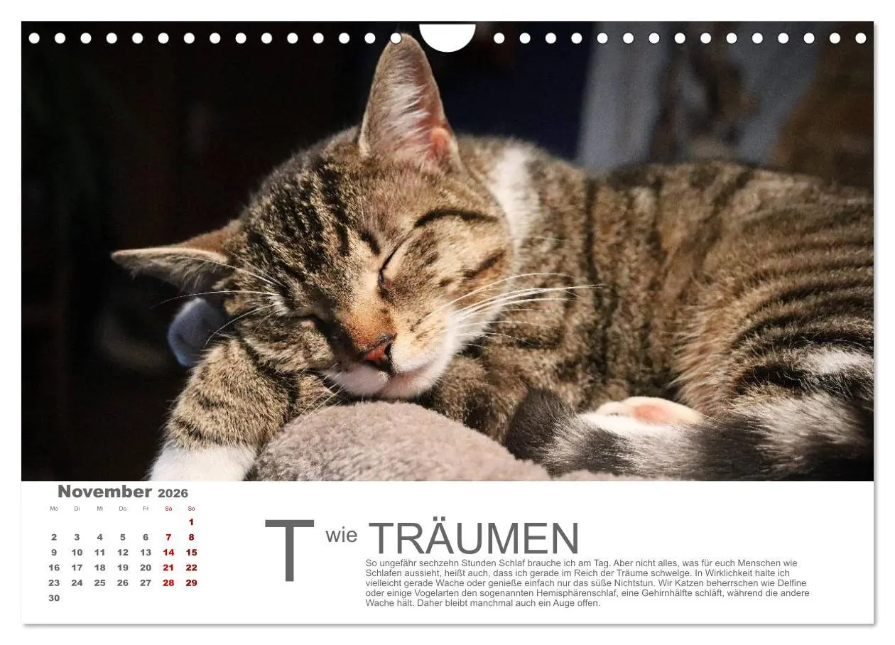 Bild: 9783457799215 | Katzen ABC (Wandkalender 2026 DIN A4 quer), CALVENDO Monatskalender