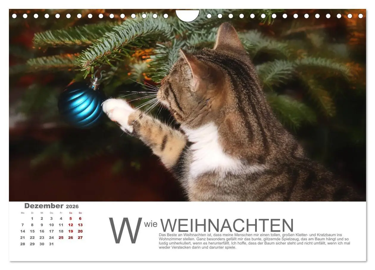 Bild: 9783457799215 | Katzen ABC (Wandkalender 2026 DIN A4 quer), CALVENDO Monatskalender