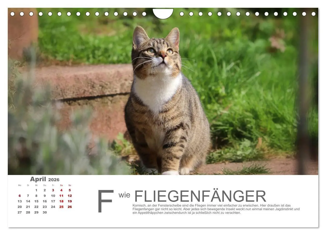 Bild: 9783457799215 | Katzen ABC (Wandkalender 2026 DIN A4 quer), CALVENDO Monatskalender