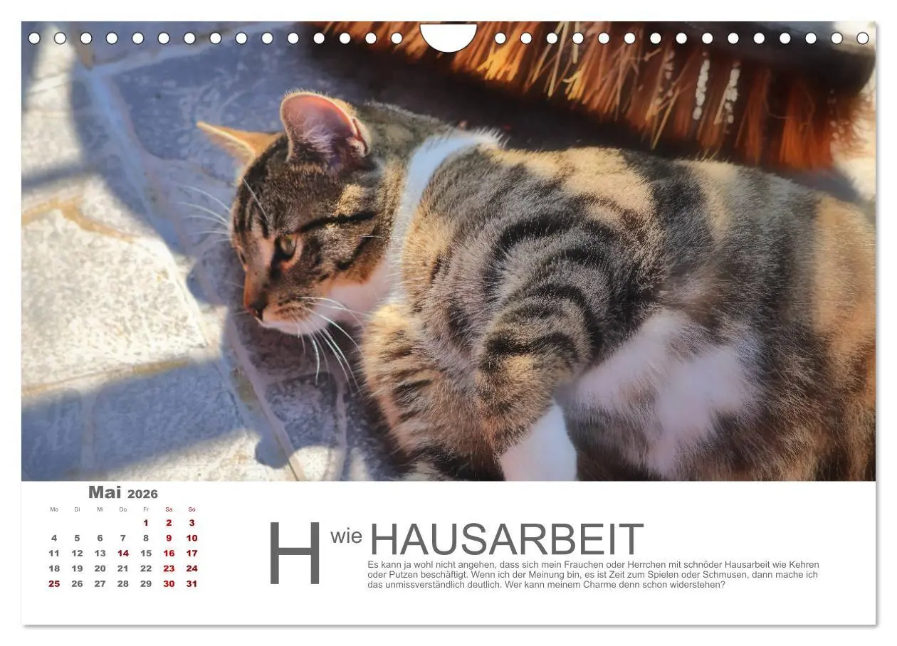 Bild: 9783457799215 | Katzen ABC (Wandkalender 2026 DIN A4 quer), CALVENDO Monatskalender