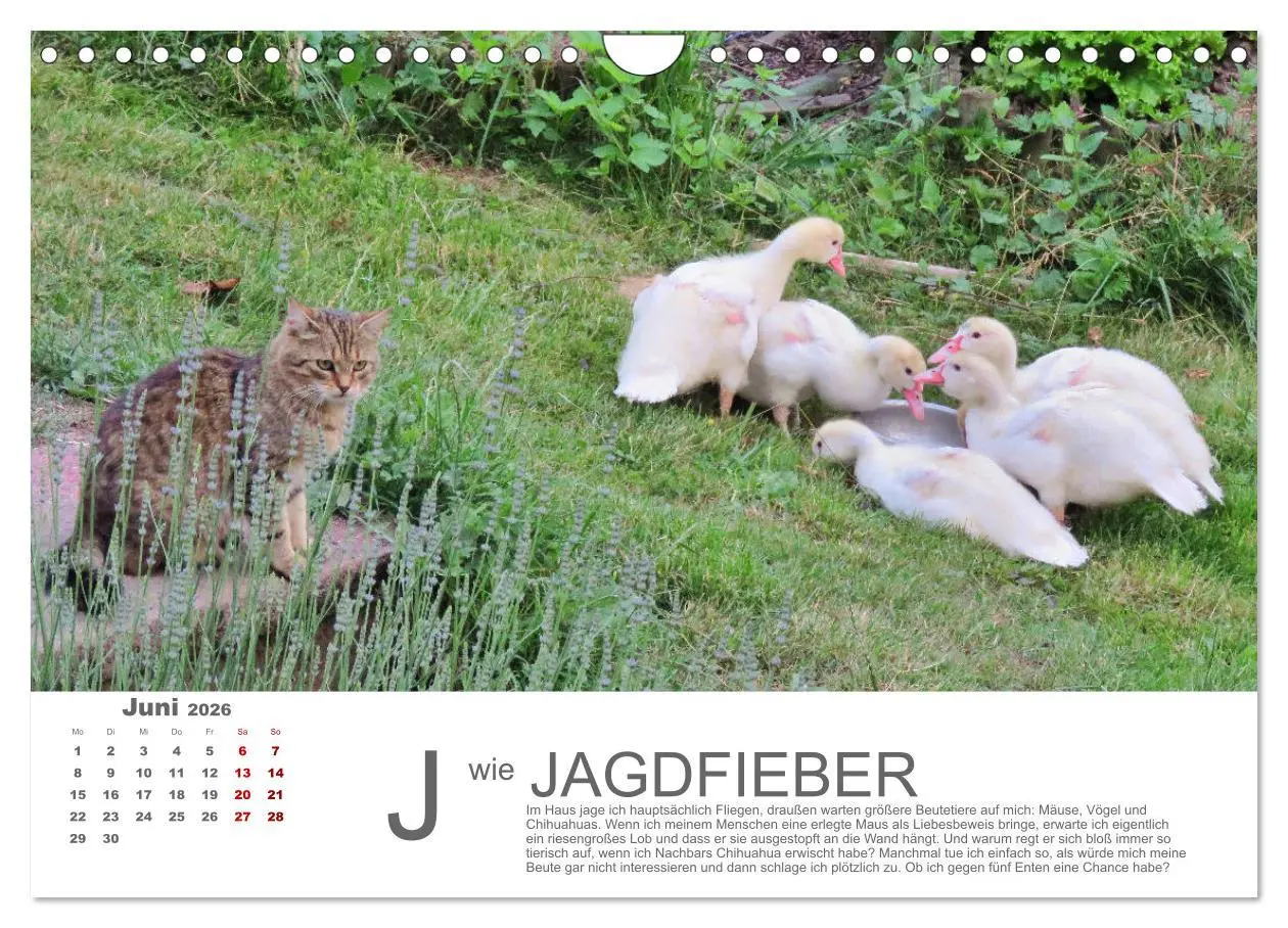 Bild: 9783457799215 | Katzen ABC (Wandkalender 2026 DIN A4 quer), CALVENDO Monatskalender