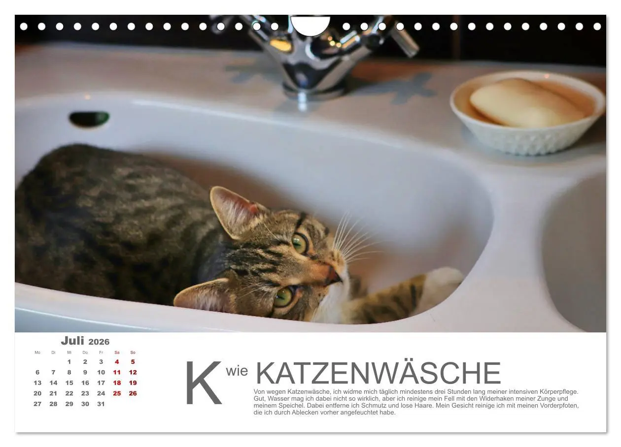 Bild: 9783457799215 | Katzen ABC (Wandkalender 2026 DIN A4 quer), CALVENDO Monatskalender