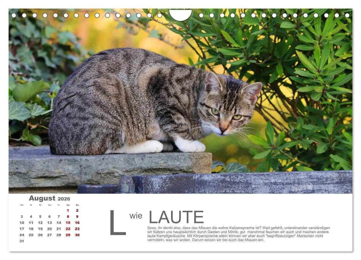 Bild: 9783457799215 | Katzen ABC (Wandkalender 2026 DIN A4 quer), CALVENDO Monatskalender