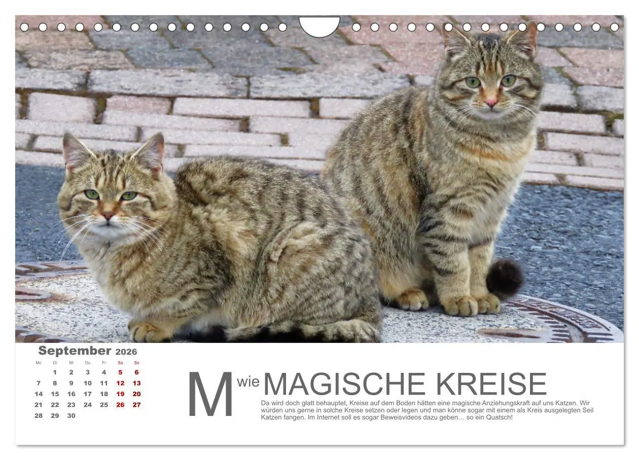 Bild: 9783457799215 | Katzen ABC (Wandkalender 2026 DIN A4 quer), CALVENDO Monatskalender