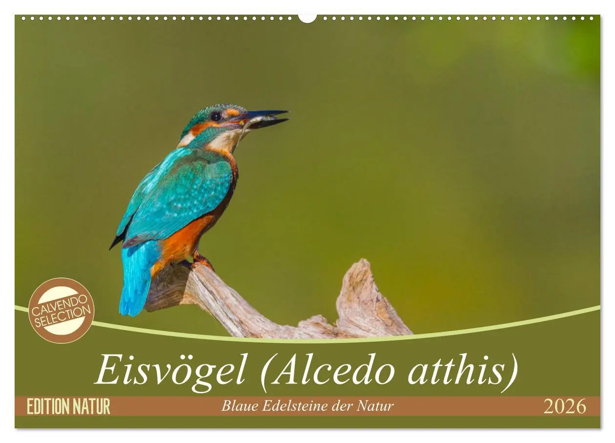 Cover: 9783516189315 | Eisvögel (Alcedo atthis) - Edelsteine der Natur (Wandkalender 2026...
