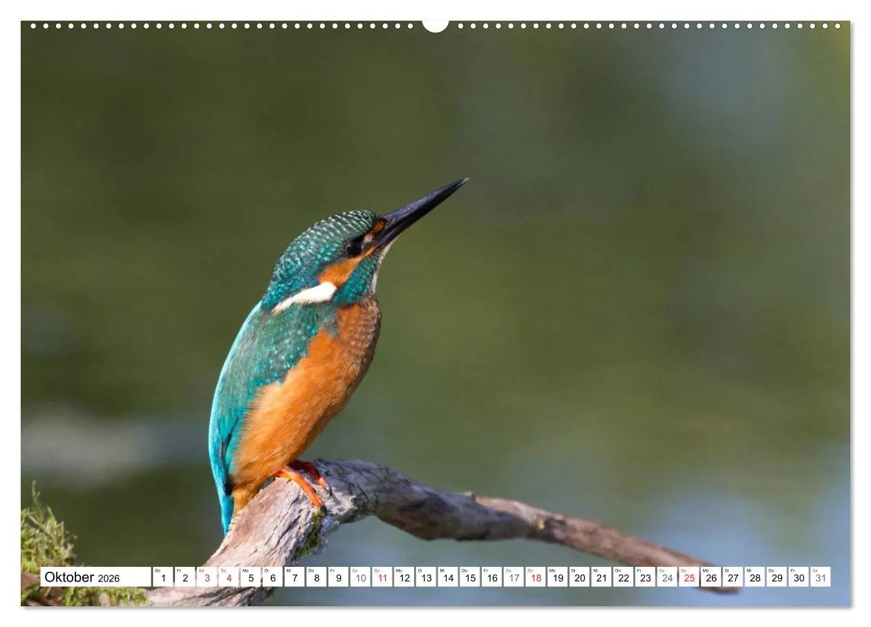 Bild: 9783516189315 | Eisvögel (Alcedo atthis) - Edelsteine der Natur (Wandkalender 2026...