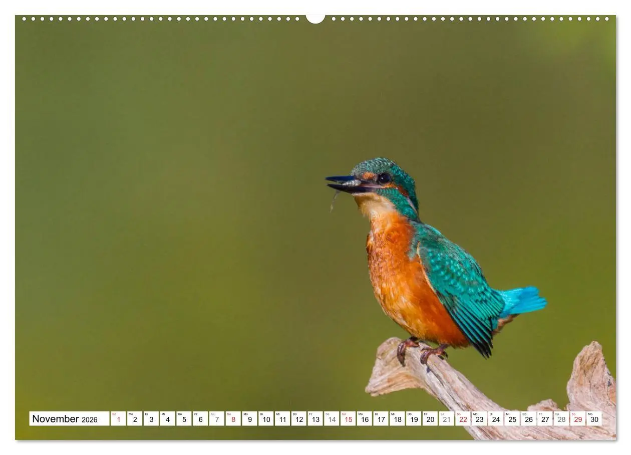 Bild: 9783516189315 | Eisvögel (Alcedo atthis) - Edelsteine der Natur (Wandkalender 2026...