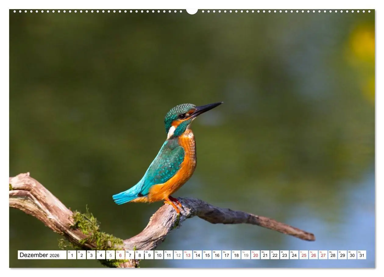 Bild: 9783516189315 | Eisvögel (Alcedo atthis) - Edelsteine der Natur (Wandkalender 2026...