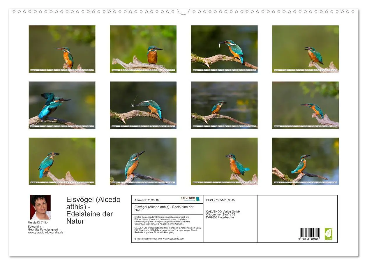 Bild: 9783516189315 | Eisvögel (Alcedo atthis) - Edelsteine der Natur (Wandkalender 2026...