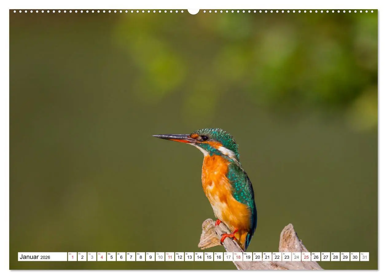 Bild: 9783516189315 | Eisvögel (Alcedo atthis) - Edelsteine der Natur (Wandkalender 2026...