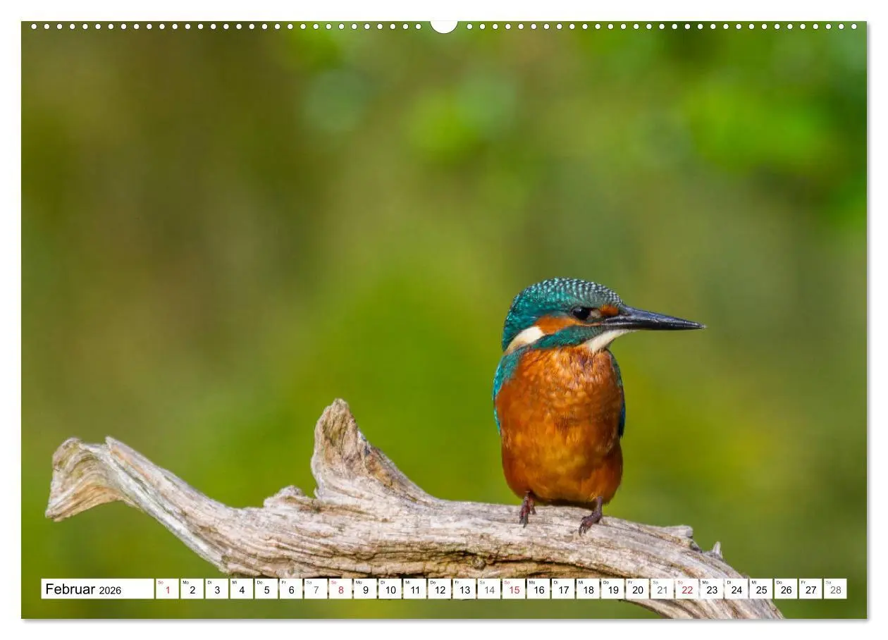 Bild: 9783516189315 | Eisvögel (Alcedo atthis) - Edelsteine der Natur (Wandkalender 2026...
