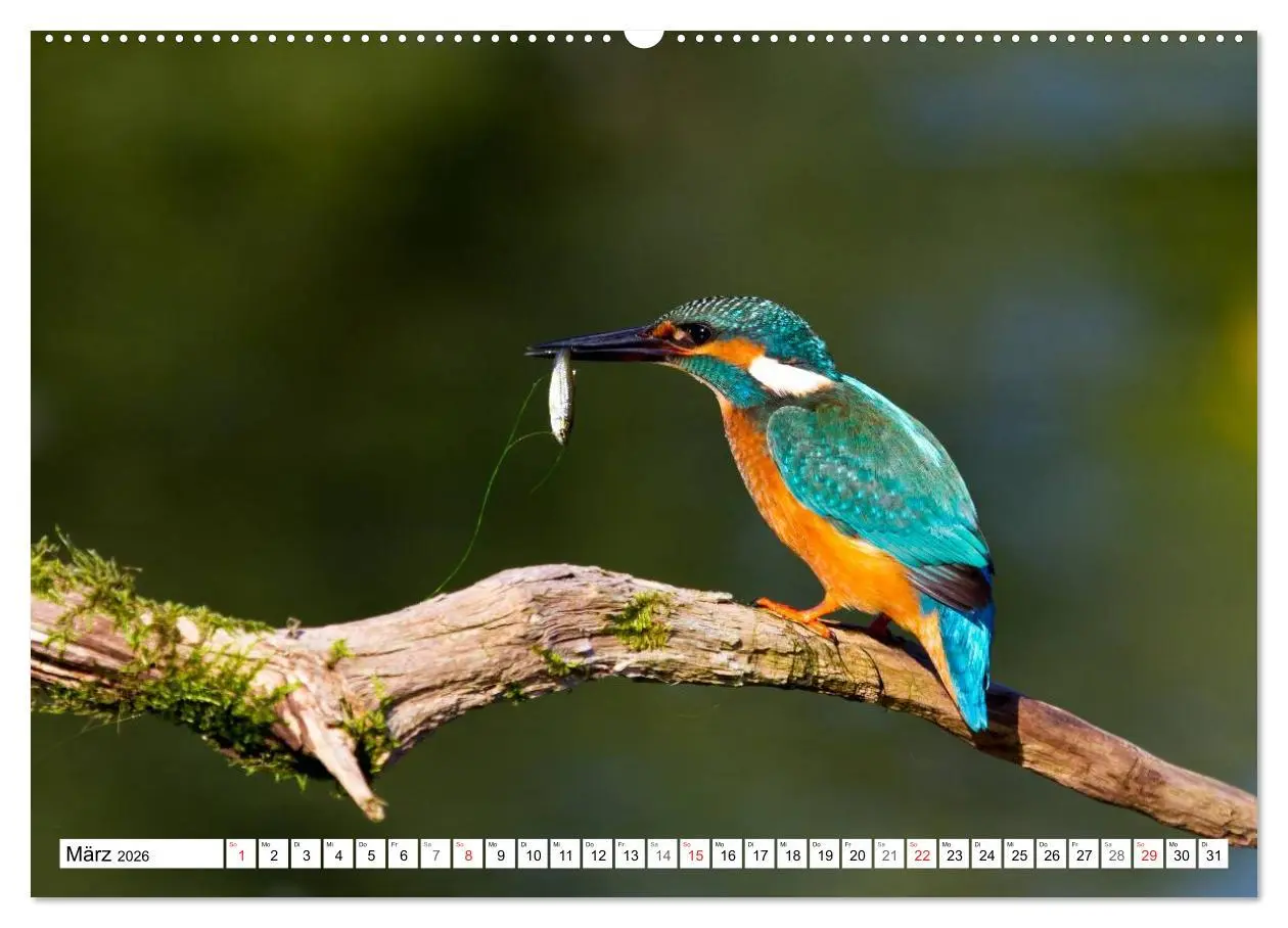 Bild: 9783516189315 | Eisvögel (Alcedo atthis) - Edelsteine der Natur (Wandkalender 2026...
