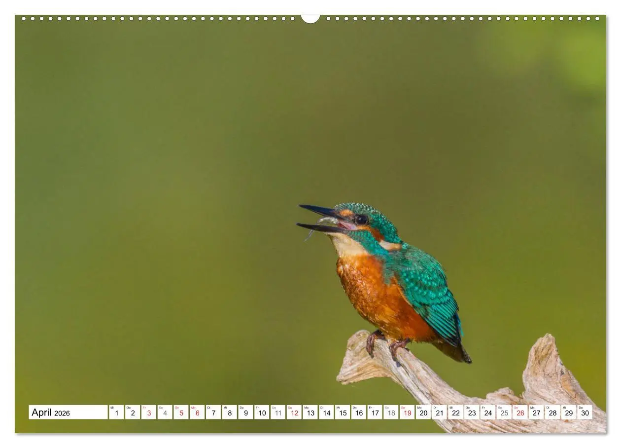 Bild: 9783516189315 | Eisvögel (Alcedo atthis) - Edelsteine der Natur (Wandkalender 2026...