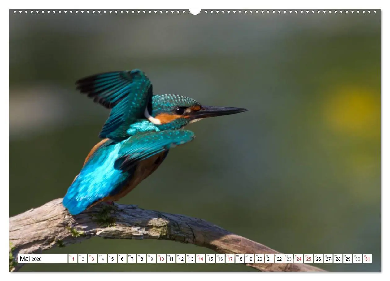 Bild: 9783516189315 | Eisvögel (Alcedo atthis) - Edelsteine der Natur (Wandkalender 2026...