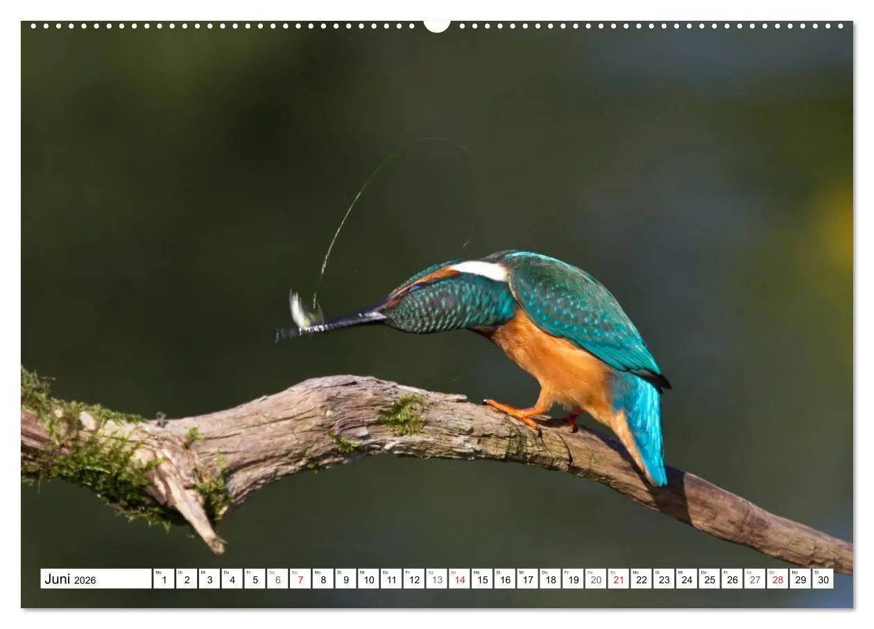 Bild: 9783516189315 | Eisvögel (Alcedo atthis) - Edelsteine der Natur (Wandkalender 2026...