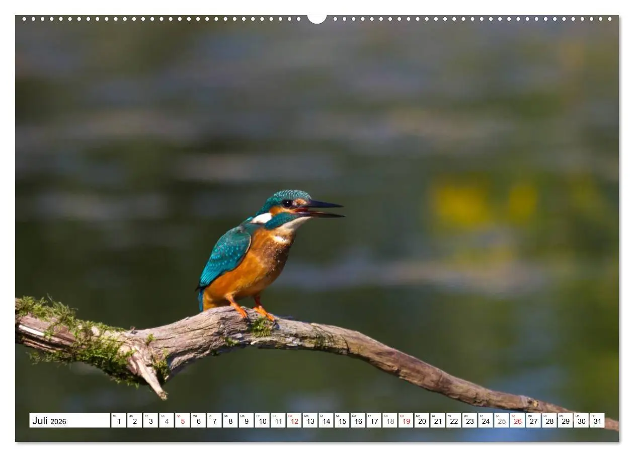 Bild: 9783516189315 | Eisvögel (Alcedo atthis) - Edelsteine der Natur (Wandkalender 2026...
