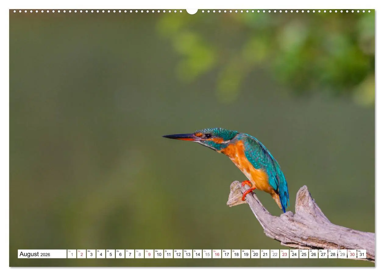 Bild: 9783516189315 | Eisvögel (Alcedo atthis) - Edelsteine der Natur (Wandkalender 2026...