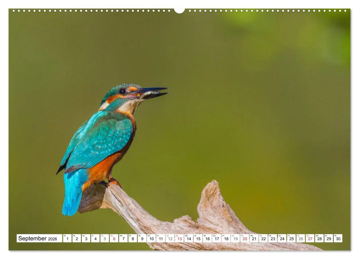 Bild: 9783516189315 | Eisvögel (Alcedo atthis) - Edelsteine der Natur (Wandkalender 2026...