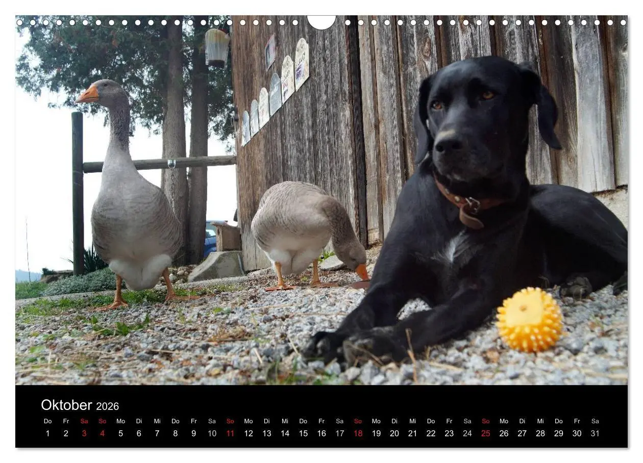 Bild: 9783516099515 | Der schwarze Hund und seine Freunde (Wandkalender 2026 DIN A3...
