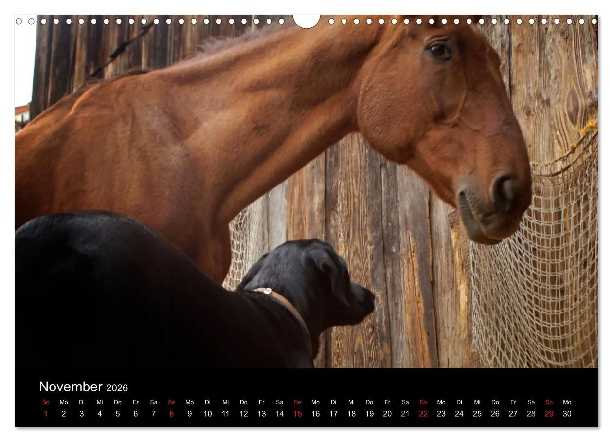 Bild: 9783516099515 | Der schwarze Hund und seine Freunde (Wandkalender 2026 DIN A3...