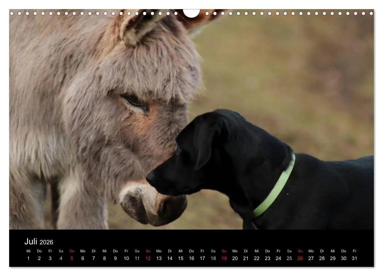 Bild: 9783516099515 | Der schwarze Hund und seine Freunde (Wandkalender 2026 DIN A3...