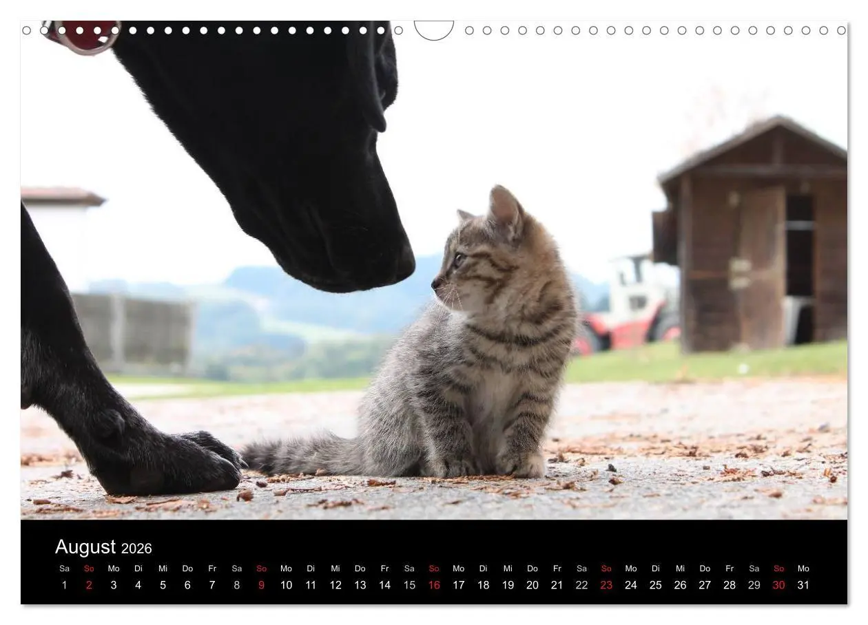 Bild: 9783516099515 | Der schwarze Hund und seine Freunde (Wandkalender 2026 DIN A3...