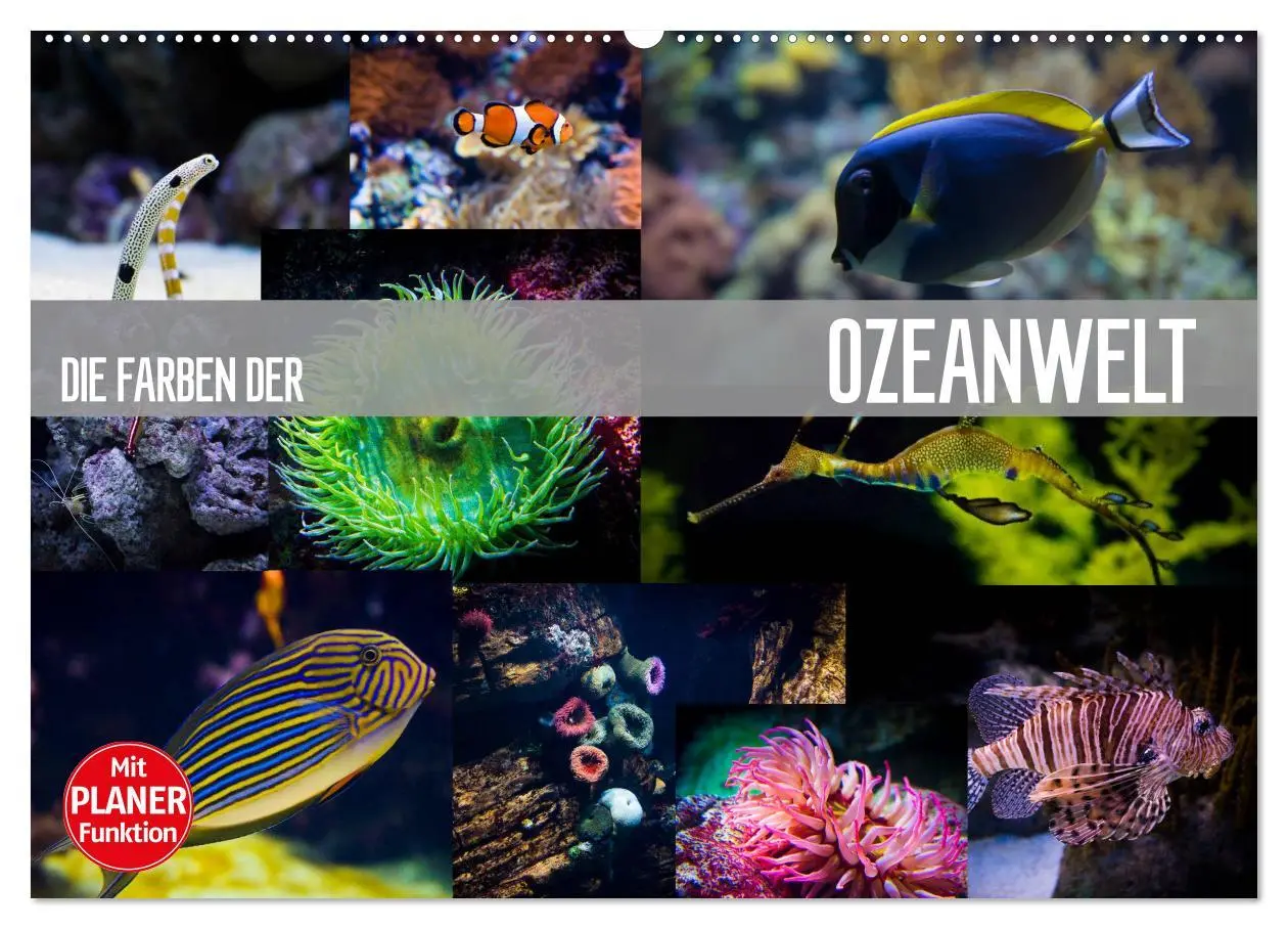 Cover: 9783457999615 | Die Farben der Ozeanwelt (Wandkalender 2026 DIN A2 quer), CALVENDO...