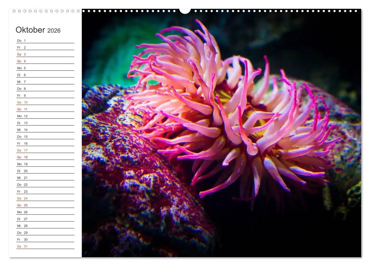 Bild: 9783457999615 | Die Farben der Ozeanwelt (Wandkalender 2026 DIN A2 quer), CALVENDO...