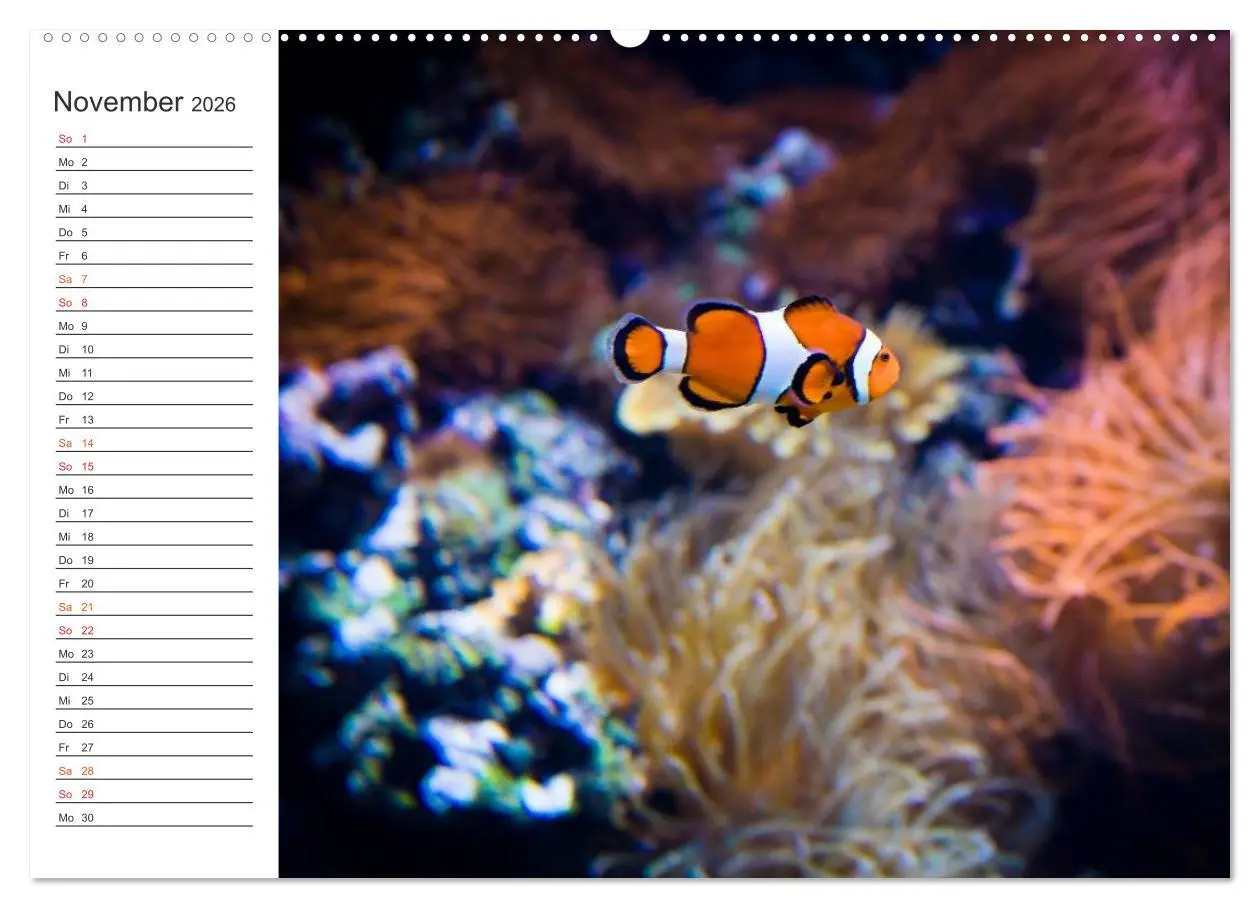 Bild: 9783457999615 | Die Farben der Ozeanwelt (Wandkalender 2026 DIN A2 quer), CALVENDO...