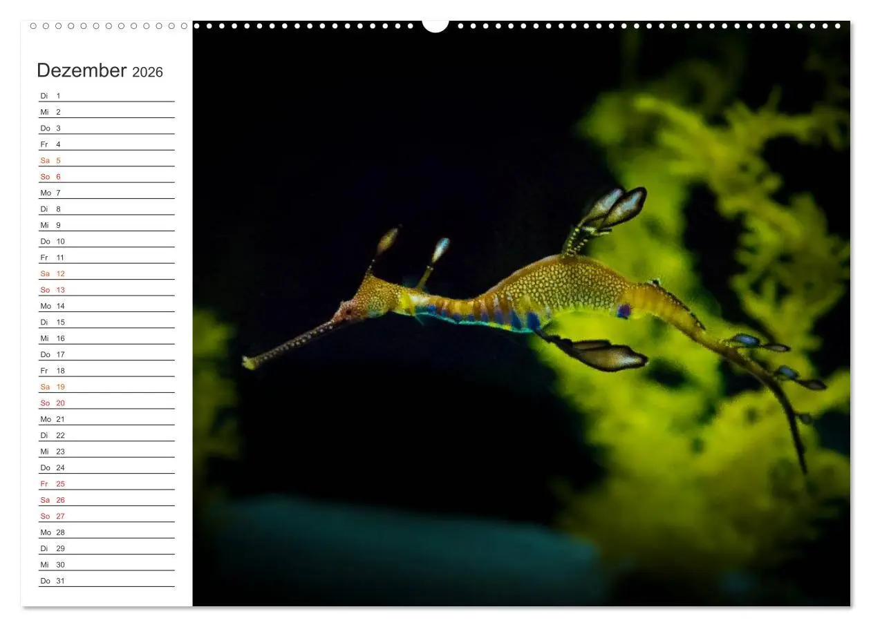 Bild: 9783457999615 | Die Farben der Ozeanwelt (Wandkalender 2026 DIN A2 quer), CALVENDO...