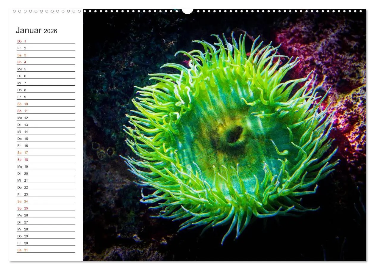 Bild: 9783457999615 | Die Farben der Ozeanwelt (Wandkalender 2026 DIN A2 quer), CALVENDO...