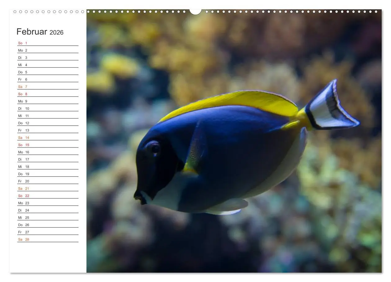 Bild: 9783457999615 | Die Farben der Ozeanwelt (Wandkalender 2026 DIN A2 quer), CALVENDO...