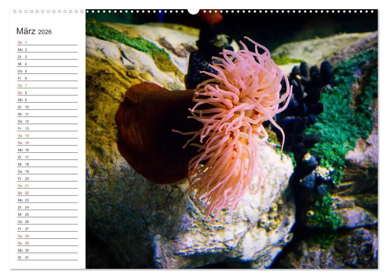Bild: 9783457999615 | Die Farben der Ozeanwelt (Wandkalender 2026 DIN A2 quer), CALVENDO...