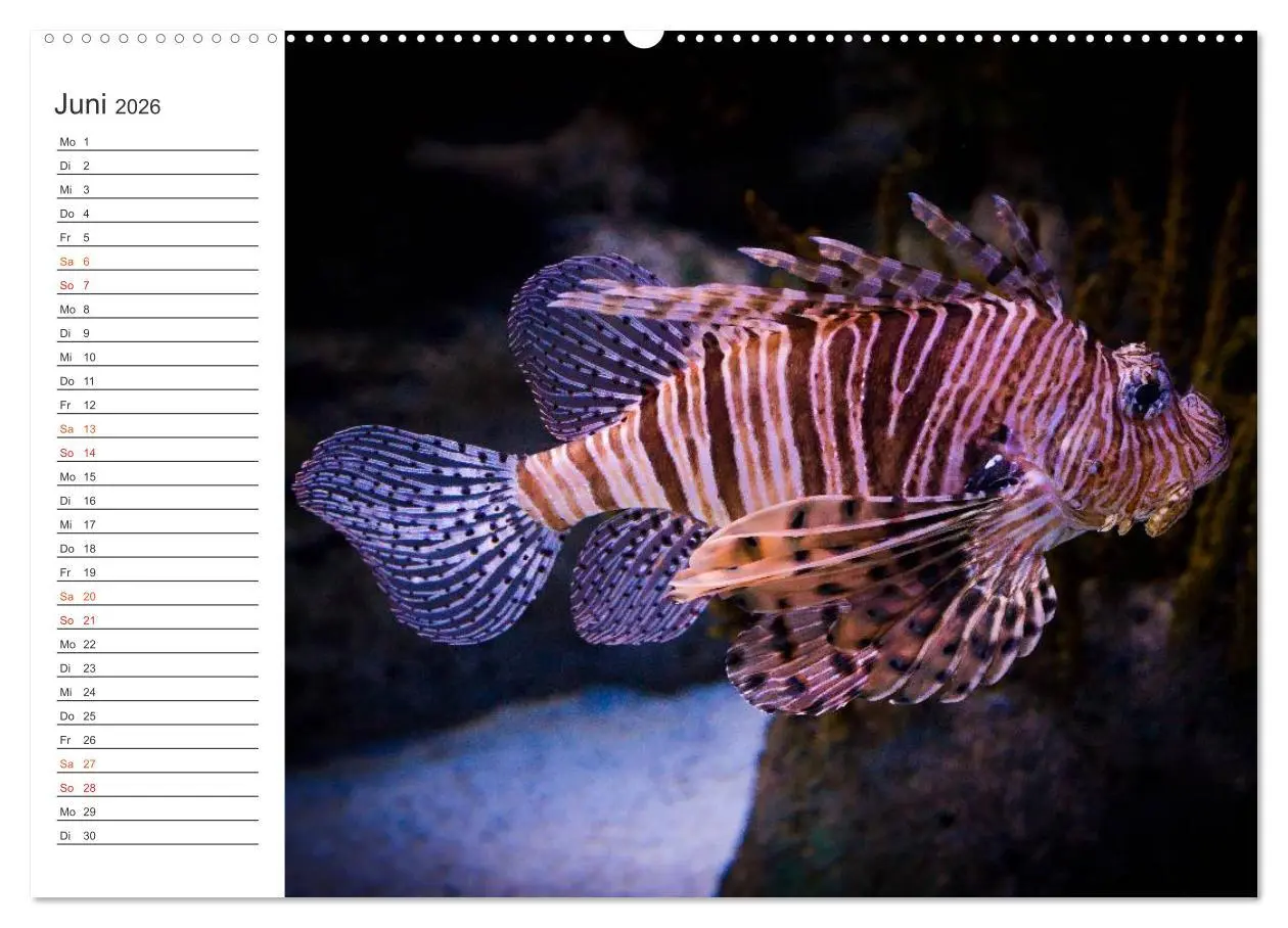 Bild: 9783457999615 | Die Farben der Ozeanwelt (Wandkalender 2026 DIN A2 quer), CALVENDO...