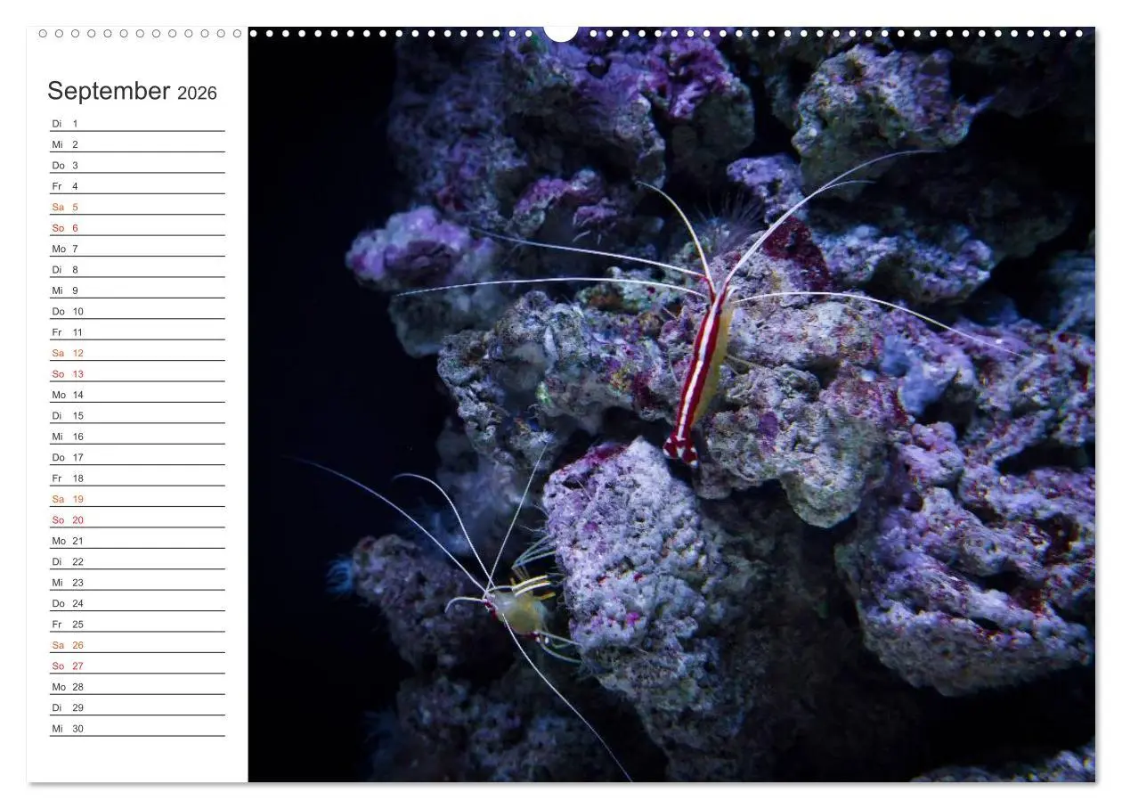 Bild: 9783457999615 | Die Farben der Ozeanwelt (Wandkalender 2026 DIN A2 quer), CALVENDO...
