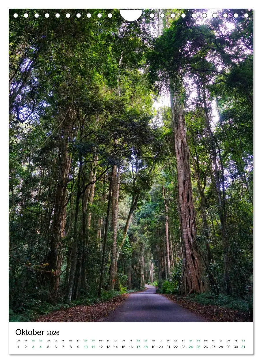 Bild: 9783516399615 | Regenwald - Australien (Wandkalender 2026 DIN A4 hoch), CALVENDO...