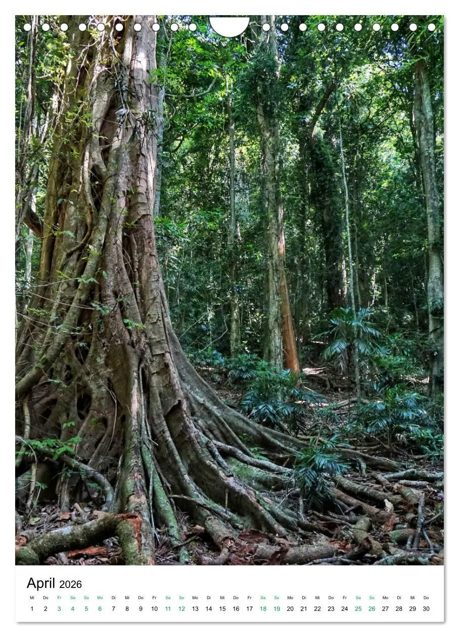 Bild: 9783516399615 | Regenwald - Australien (Wandkalender 2026 DIN A4 hoch), CALVENDO...