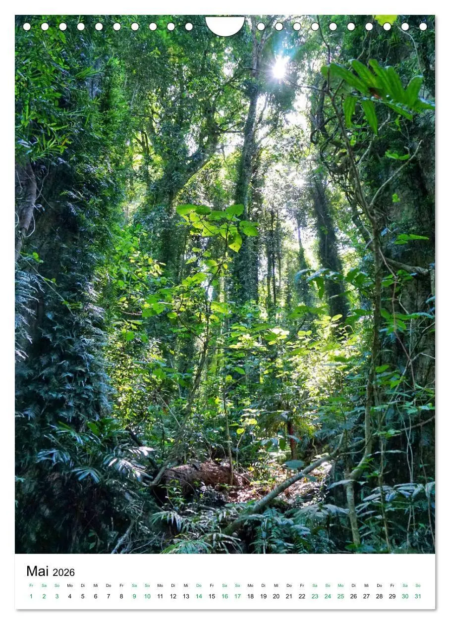 Bild: 9783516399615 | Regenwald - Australien (Wandkalender 2026 DIN A4 hoch), CALVENDO...