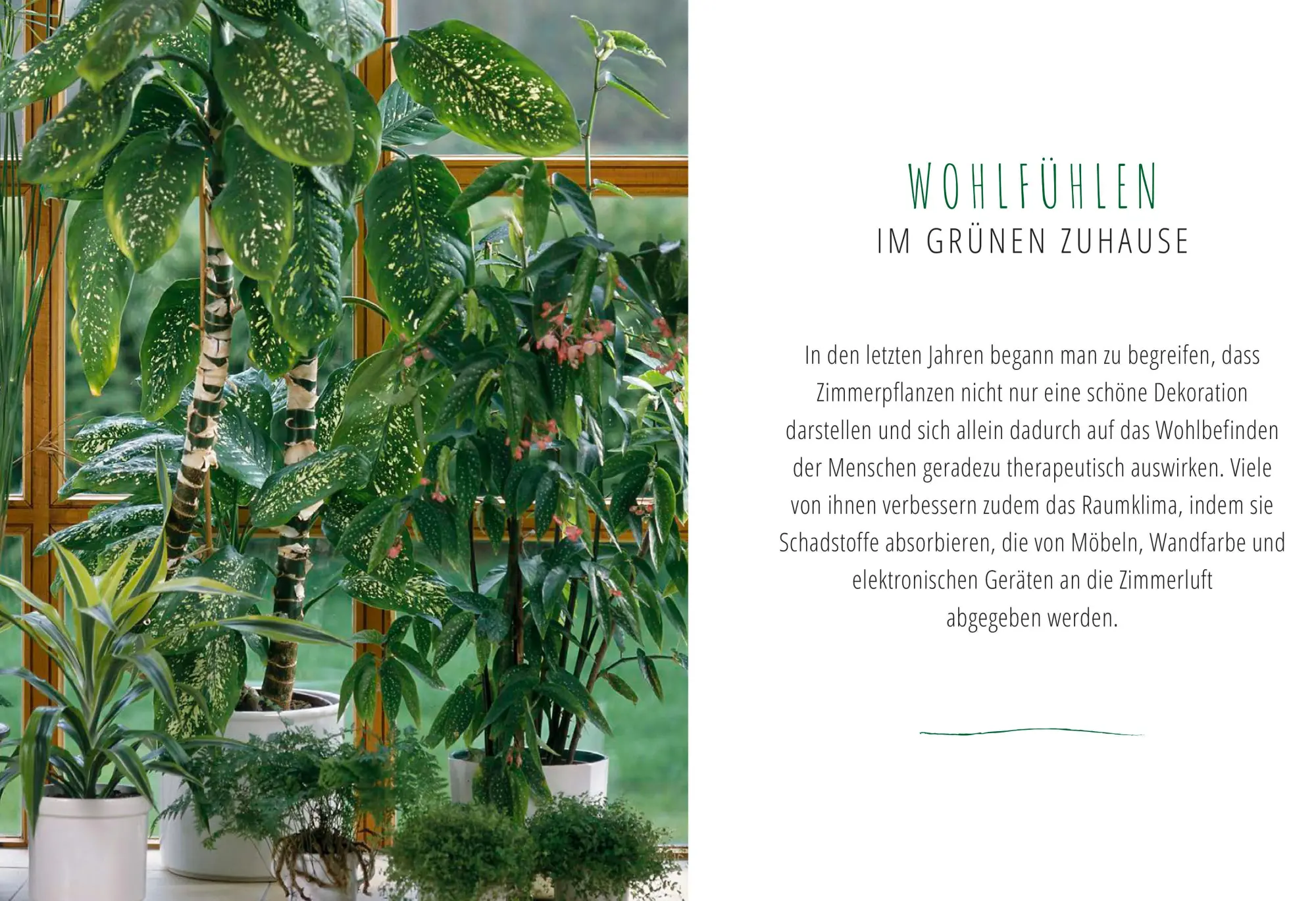Bild: 9783809439615 | Saubere Luft mit Zimmerpflanzen | Ursula Kopp | Buch | 104 S. | 2018