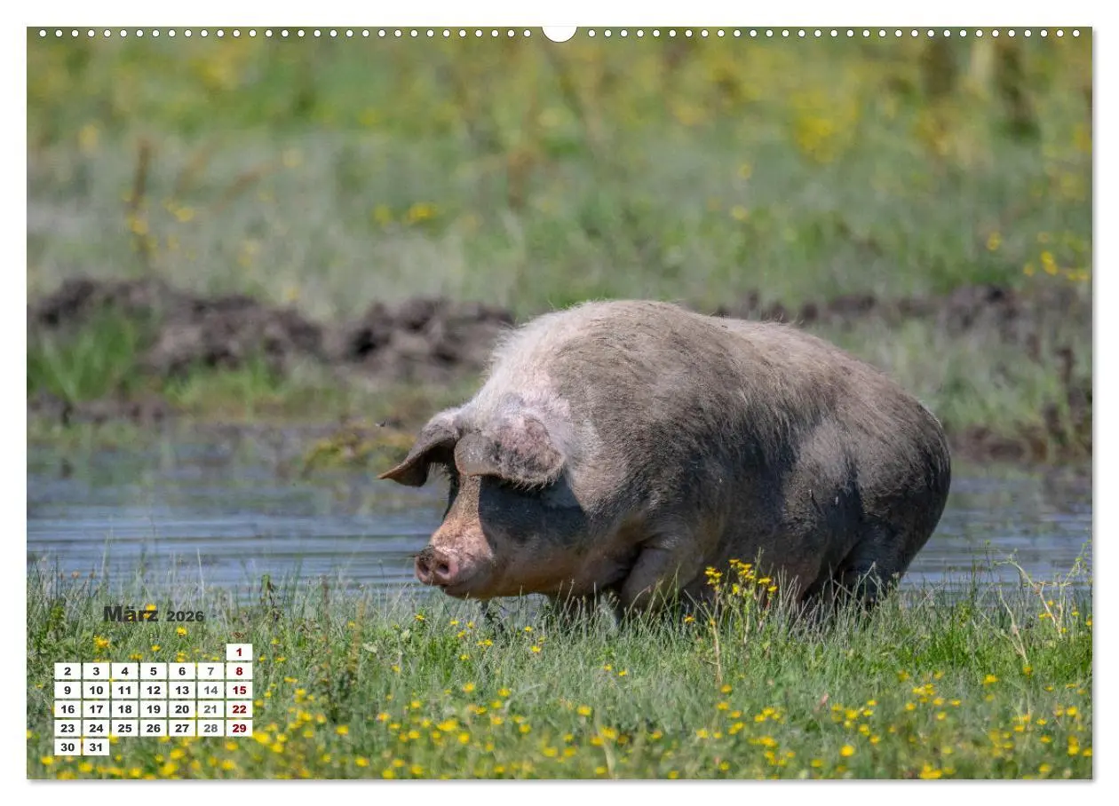 Bild: 9783457509715 | Kroatien - Entlang der Save (hochwertiger Premium Wandkalender 2026...