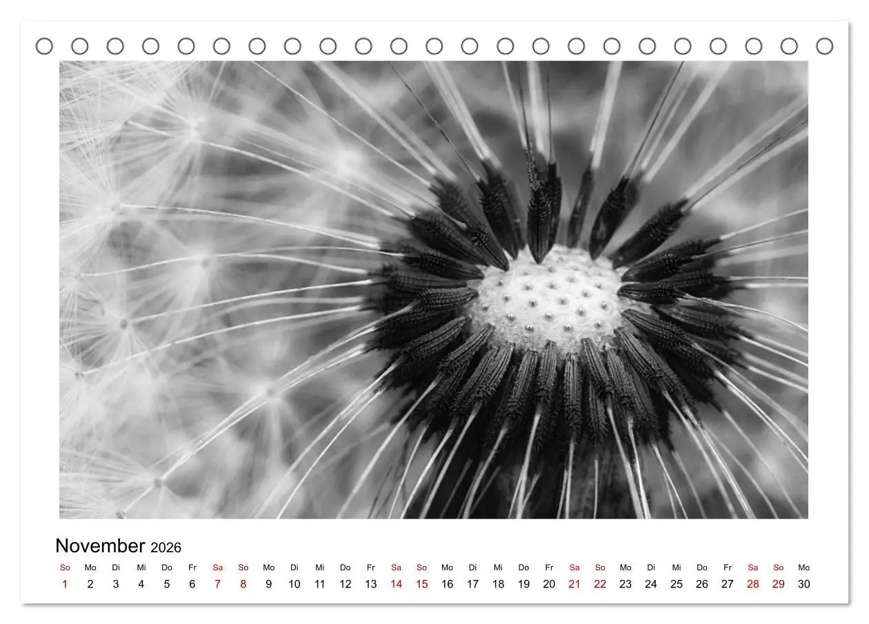 Bild: 9783457899915 | Die grafische Schönheit der Pflanzen - Schwarz-Weiß (Tischkalender...