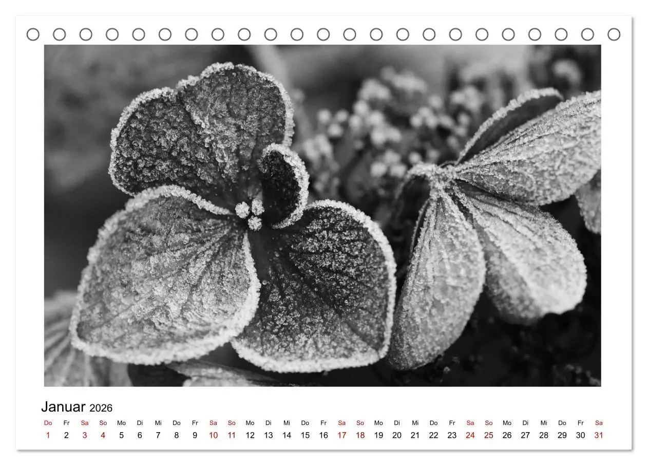 Bild: 9783457899915 | Die grafische Schönheit der Pflanzen - Schwarz-Weiß (Tischkalender...