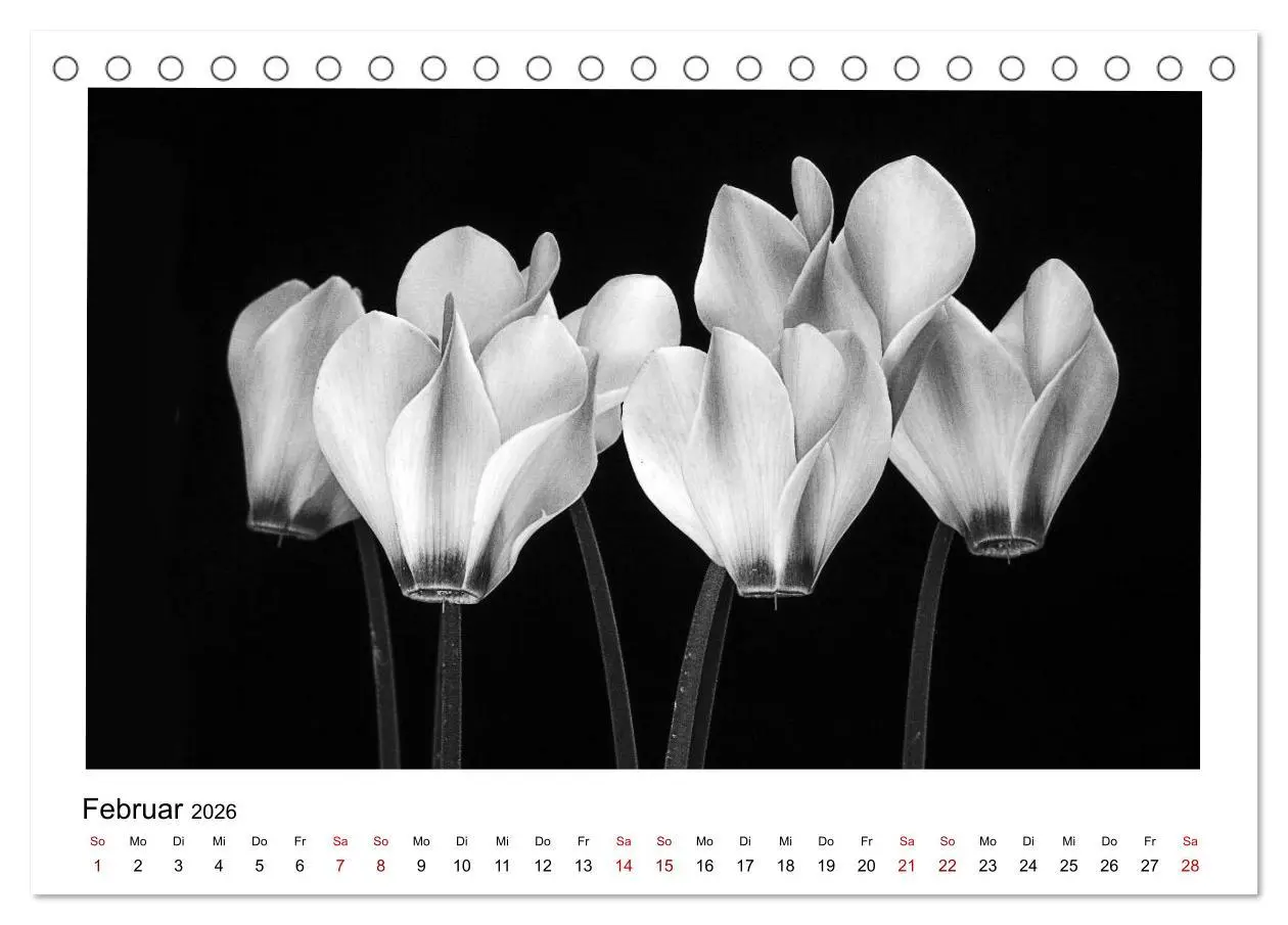 Bild: 9783457899915 | Die grafische Schönheit der Pflanzen - Schwarz-Weiß (Tischkalender...